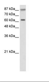 HepG2 Cell Lysate