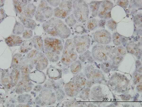 Immunoperoxidase of monoclonal antibody to TRIM35 on formalin-fixed paraffin-embedded human salivary gland. [antibody concentration 3 ug/ml]