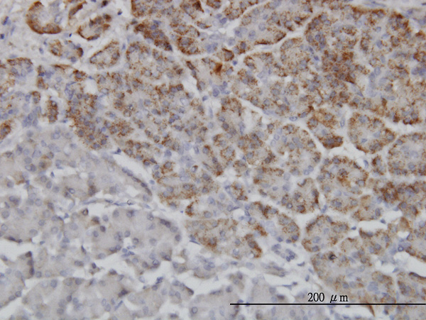 Immunoperoxidase of monoclonal antibody to TRIM36 on formalin-fixed paraffin-embedded human pancreas. [antibody concentration 3 ug/ml]