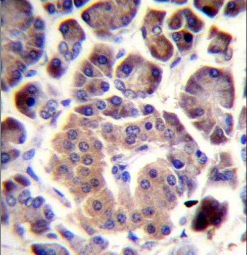 TRIM36 Antibody immunohistochemistry of formalin-fixed and paraffin-embedded human pancreas tissue followed by peroxidase-conjugated secondary antibody and DAB staining.