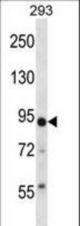 TRIM36 Antibody western blot of 293 cell line lysates (35 ug/lane). The TRIM36 antibody detected the TRIM36 protein (arrow).