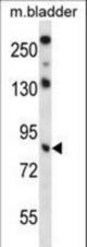 TRIM36 Antibody western blot of mouse bladder tissue lysates (35 ug/lane). The TRIM36 antibody detected the TRIM36 protein (arrow).
