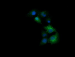 Anti-TRIM38 mouse monoclonal antibody immunofluorescent staining of COS7 cells transiently transfected by pCMV6-ENTRY TRIM38.