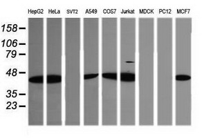 Western blot of extracts (35 ug) from 9 different cell lines by using anti-TRIM38 monoclonal antibody (HepG2: human; HeLa: human; SVT2: mouse; A549: human; COS7: monkey; Jurkat: human; MDCK: canine; PC12: rat; MCF7: human).