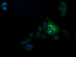 Anti-TRIM38 mouse monoclonal antibody immunofluorescent staining of COS7 cells transiently transfected by pCMV6-ENTRY TRIM38.