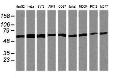 Western blot of extracts (35 ug) from 9 different cell lines by using anti-TRIM38 monoclonal antibody (HepG2: human; HeLa: human; SVT2: mouse; A549: human; COS7: monkey; Jurkat: human; MDCK: canine; PC12: rat; MCF7: human).