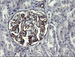 IHC of paraffin-embedded Human Kidney tissue using anti-TRIM38 mouse monoclonal antibody.