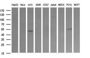 Western blot of extracts (35 ug) from 9 different cell lines by using anti-TRIM38 monoclonal antibody (HepG2: human; HeLa: human; SVT2: mouse; A549: human; COS7: monkey; Jurkat: human; MDCK: canine; PC12: rat; MCF7: human).