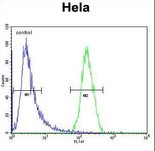 TRIM38 Antibody flow cytometry of HeLa cells (right histogram) compared to a negative control cell (left histogram). FITC-conjugated goat-anti-rabbit secondary antibodies were used for the analysis.
