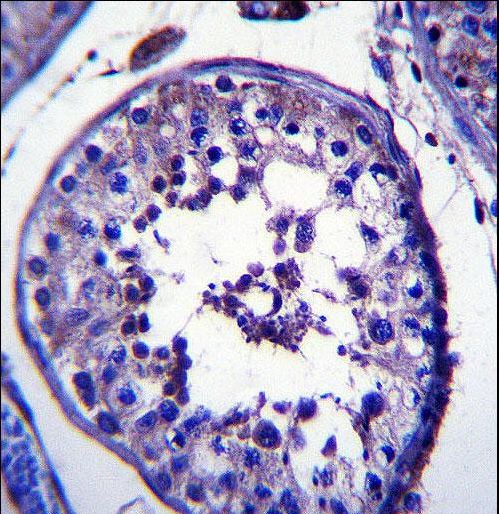 TRIM39 Antibody immunohistochemistry of formalin-fixed and paraffin-embedded human testis tissue followed by peroxidase-conjugated secondary antibody and DAB staining.