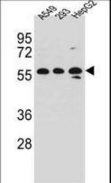 TRIM4 Antibody western blot of A549,293,HepG2 cell line lysates (35 ug/lane). The TRIM4 antibody detected the TRIM4 protein (arrow).