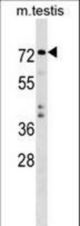 TRIM41 Antibody western blot of mouse testis tissue lysates (35 ug/lane). The TRIM41 antibody detected the TRIM41 protein (arrow).