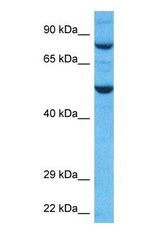 Western blot of TRI41 Antibody with human HepG2 Whole Cell lysate.
