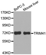 Western blot analysis of extracts of various cell lines, using TRIM41 antibody.