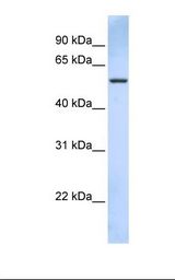 721_B cell lysate. Antibody concentration: 1.0 ug/ml. Gel concentration: 12%.
