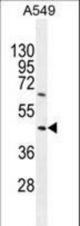 TRIM43 Antibody western blot of A549 cell line lysates (35 ug/lane). The TRIM43 antibody detected the TRIM43 protein (arrow).