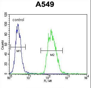 TRIM43 Antibody flow cytometry of A549 cells (right histogram) compared to a negative control cell (left histogram). FITC-conjugated goat-anti-rabbit secondary antibodies were used for the analysis.