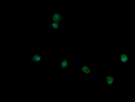 Anti-TRIM45 mouse monoclonal antibody immunofluorescent staining of COS7 cells transiently transfected by pCMV6-ENTRY TRIM45.
