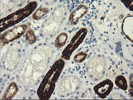 IHC of paraffin-embedded Human Kidney tissue using anti-TRIM45 mouse monoclonal antibody.