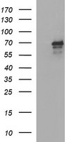 HEK293T cells were transfected with the pCMV6-ENTRY control (Left lane) or pCMV6-ENTRY TRIM45 (Right lane) cDNA for 48 hrs and lysed. Equivalent amounts of cell lysates (5 ug per lane) were separated by SDS-PAGE and immunoblotted with anti-TRIM45.