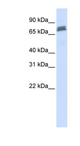TRIM45 antibody LS-C102023 Western blot of HeLa lysate.