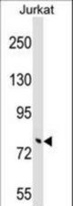 TRIM46 Antibody western blot of Jurkat cell line lysates (35 ug/lane). The TRIM46 antibody detected the TRIM46 protein (arrow).