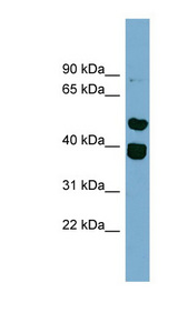 TRIM49 antibody LS-C112146 Western blot of HT1080 cell lysate.