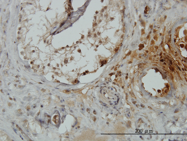 Immunoperoxidase of monoclonal antibody to TRIM49 on formalin-fixed paraffin-embedded human testis. [antibody concentration 3 ug/ml]
