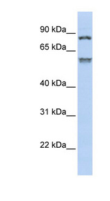 TRIM50 antibody LS-C109918 Western blot of Jurkat lysate.