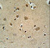 TRIM50 Antibody immunohistochemistry of formalin-fixed and paraffin-embedded human brain tissue followed by peroxidase-conjugated secondary antibody and DAB staining.