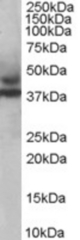 Antibody staining (1 ug/ml) of human muscle lysate (RIPA buffer, 35 ug total protein per lane). Primary incubated for 1 hour. Detected by Western blot of chemiluminescence.
