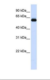 Fetal brain lysate. Antibody concentration: 1.0 ug/ml. Gel concentration: 12%.