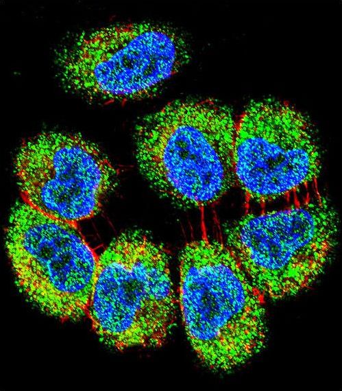 Confocal immunofluorescent of TRIM65 Antibody with NCI-H460 cell followed by Alexa Fluor 488-conjugated goat anti-rabbit lgG (green). Actin filaments have been labeled with Alexa Fluor 555 phalloidin (red). DAPI was used to stain the cell nuclear (blue).