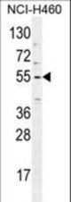 TRIM65 Antibody western blot of NCI-H460 cell line lysates (35 ug/lane). The TRIM65 antibody detected the TRIM65 protein (arrow).