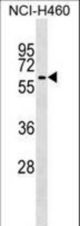 TRIM68 Antibody western blot of NCI-H460 cell line lysates (35 ug/lane). The TRIM68 antibody detected the TRIM68 protein (arrow).
