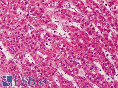 Anti-TRIM68 antibody IHC of human adrenal. Immunohistochemistry of formalin-fixed, paraffin-embedded tissue after heat-induced antigen retrieval. Antibody LS-B1110 concentration 5 ug/ml.