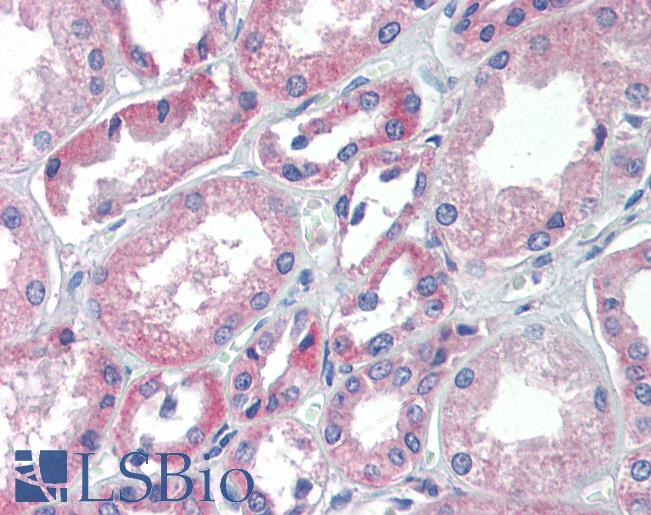 Anti-TRIM68 antibody IHC of human kidney. Immunohistochemistry of formalin-fixed, paraffin-embedded tissue after heat-induced antigen retrieval. Antibody LS-B3531 concentration 5 ug/ml.