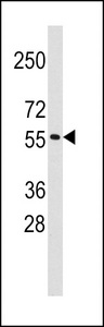 Western blot of anti-TRIM69 Antibody (Center H215) (RB13950) in K562 cell line lysates (35 ug/lane). TRIM69(arrow) was detected using the purified antibody.
