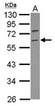 Sample (30 ug of whole cell lysate) A: IMR32 10% SDS PAGE TRIM69 / RNF36 antibody diluted at 1:500