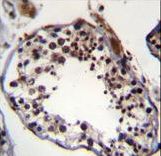 TRIM69 Antibody immunohistochemistry of formalin-fixed and paraffin-embedded human testis tissue followed by peroxidase-conjugated secondary antibody and DAB staining.