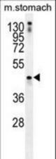 TRIM69 Antibody western blot of mouse stomach tissue lysates (35 ug/lane). The TRIM69 antibody detected the TRIM69 protein (arrow).