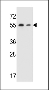 TRIM7 Antibody western blot of NCI-H292,HepG2 cell line lysates (35 ug/lane). The TRIM7 antibody detected the TRIM7 protein (arrow).