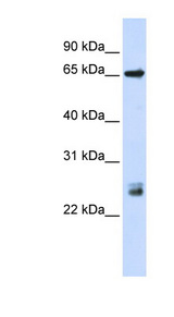 TRIM8 / GERP antibody LS-B3536 Western blot of HeLa lysate.