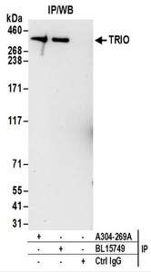 Detection of Human TRIO by Western Blot of Immunoprecipitates. Samples: Whole cell lysate (0.5 or 1.0 mg per IP reaction; 20% of IP loaded) from 293T cells. Antibodies: Affinity purified rabbit anti-TRIO antibody used for IP at 6 ug per reaction. TRIO was also immunoprecipitated by rabbit anti-TRIO antibody BL15749. For blotting immunoprecipitated TRIO, was used at 1 ug/ml. Detection: Chemiluminescence with an exposure time of 30 seconds.