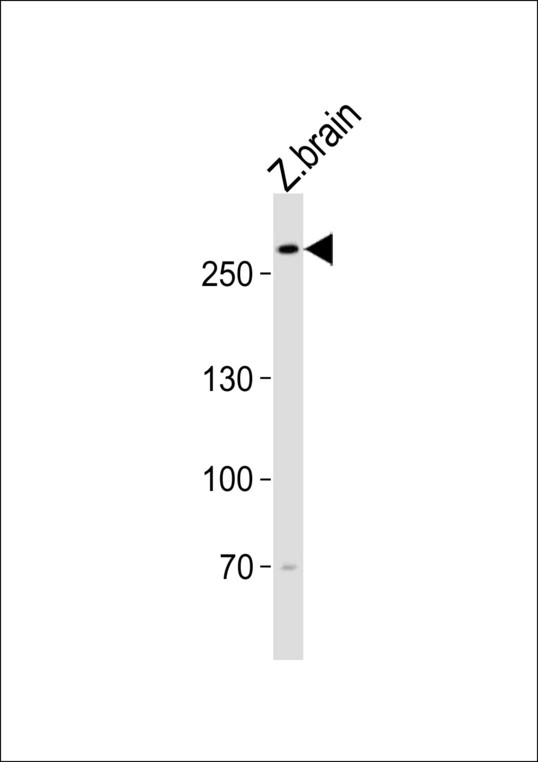 Western blot of lysate from zebra fish brain tissue lysate with (DANRE) trio Antibody. Antibody was diluted at 1:1000. A goat anti-rabbit IgG H&L (HRP) at 1:5000 dilution was used as the secondary antibody. Lysate at 35 ug.
