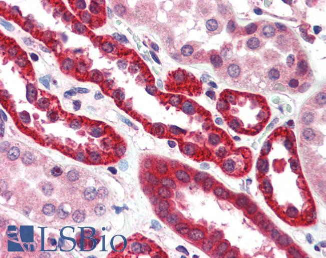 Anti-LRRFIP1 antibody IHC of human kidney. Immunohistochemistry of formalin-fixed, paraffin-embedded tissue after heat-induced antigen retrieval. Antibody LS-B3098 concentration 5 ug/ml.