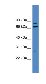 LRRFIP1 antibody LS-C116869 Western blot of U937 cell lysate.
