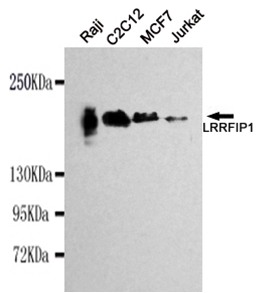 Western blot detection of LRRFIP1 in Raji,C2C12,MCF7&Jurkat cell lysates using LRRFIP1 antibody (1:1000 diluted).