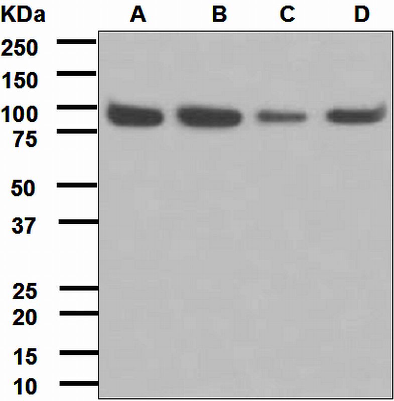 Western blot analysis on (A) JAR, (B) HepG2, (C) TF-1, and (D) HeLa cell lysates using anti-CIP4 antibody.