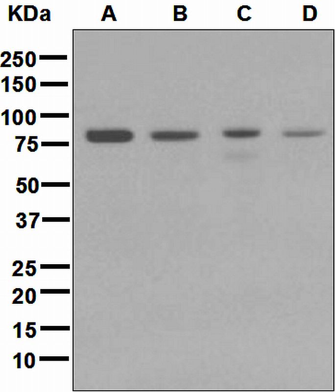 Western blot analysis on (A) JAR, (B) HepG2, (C) TF-1, and (D) HeLa cell lysates using anti-CIP4 antibody.